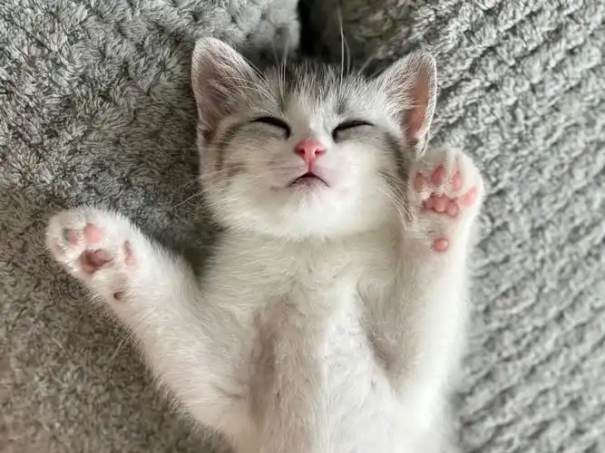 更新一波小奶猫睡觉的照片