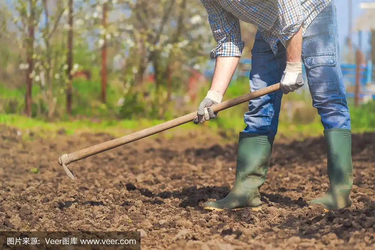 泥土,菜园,男人,锄头,园艺锄