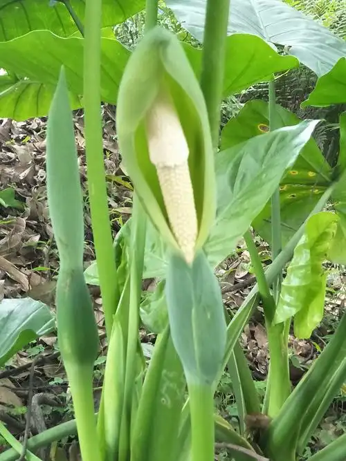 自拍上瘾#野芋头_帖子_oppo手机官方社区