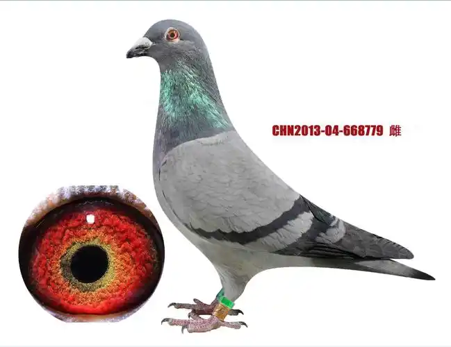 英格斯584近血孙女_风雨兼程_ ag188.com爱鸽商城_中国信鸽信息网