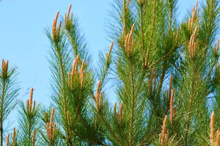 春天马尾松的花序,原创拍摄_高清图集_新浪网