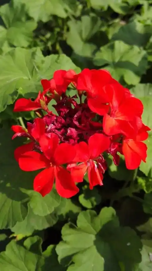 花现每一天天竺葵