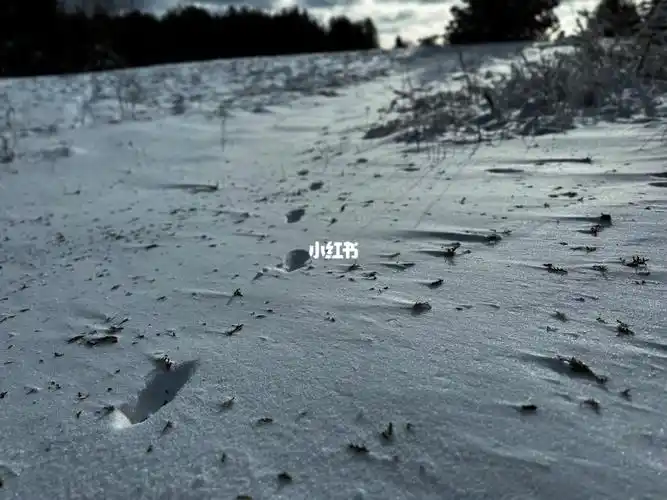 教你认出鹿的脚印