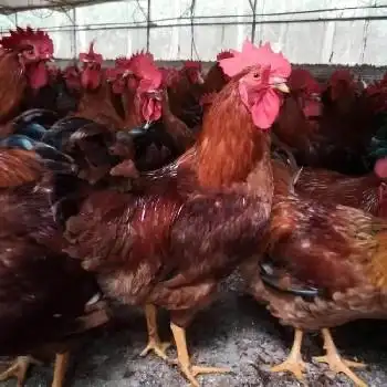 巴中红玉母鸡苗批发价格