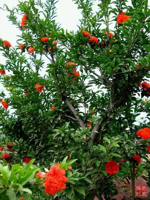 牡丹石榴的介绍
