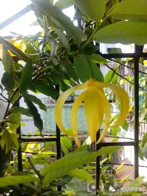 古井谁填,灵芽自拱.沉沉叠恨遗芳冢.海幢勒石记当年,当年已付江波湧.