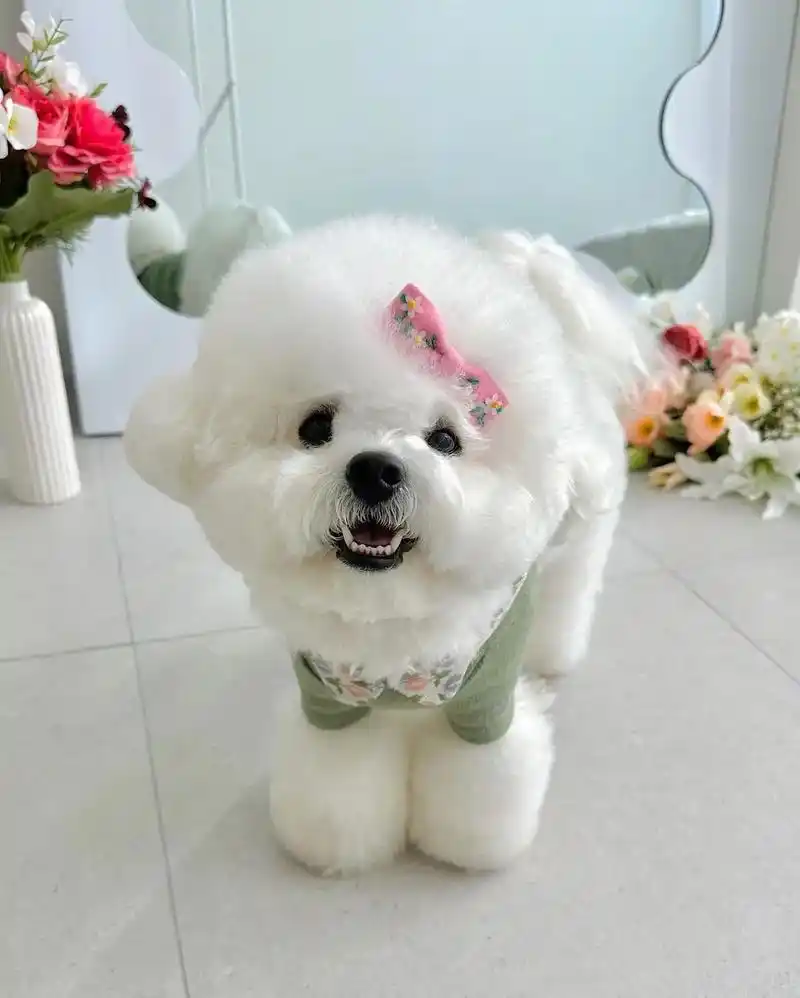 今天给小比熊打扮打扮.#小狗狗的可爱视频 #比熊宝宝 #我有 - 抖音