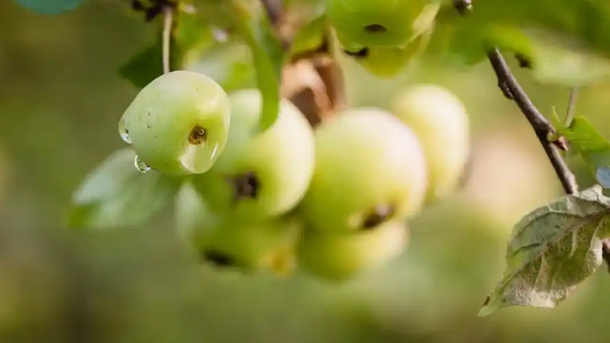 绿色苹果,树,露水,夏天 壁纸 - 1920x1080 全高清