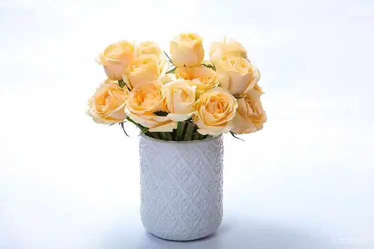 香槟种玫瑰花图片_香槟种玫瑰花高清图片_全景视觉