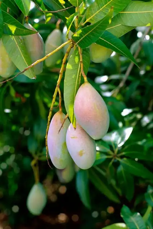 揭秘不怕刀斧砍的树:芒果树的坚韧生命之谜