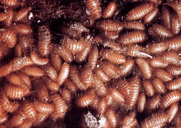 动植物检疫科普谷物头号杀手谷斑皮蠹