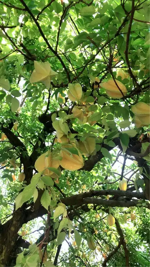 杨桃园1月和7月挂果 好吃又好看