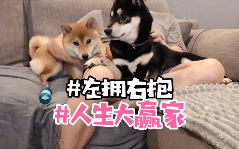 【柴犬】黑柴与赤柴,左拥右抱当真是人生赢家啊!