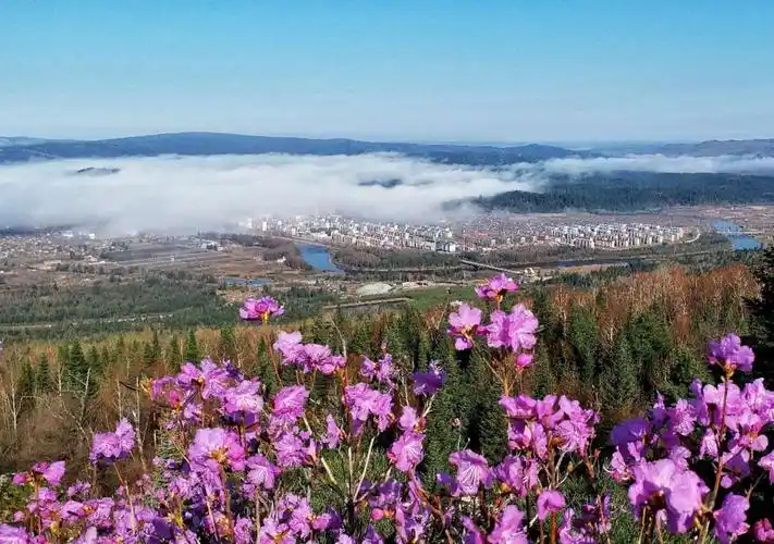 2019年《小兴安岭杜鹃红》年历