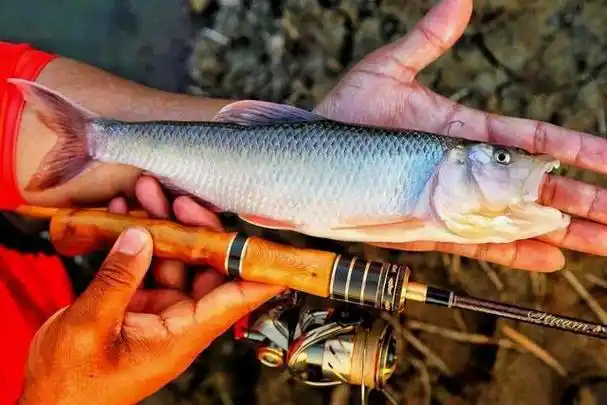 「少校路亚 majorlure」路亚马口技术详解1《马口鱼基本习性》