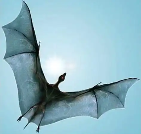 人类灭绝后的地球照片