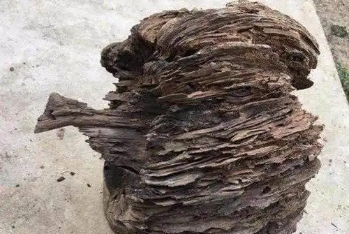 男子捡到腐烂的树桩,正准备烧掉,被邻居叫住后,男子乐开了花!