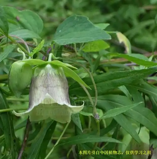 桔梗科党参属植物,根常肥大,茎缠绕,具叶,叶柄有疏短刺毛,叶片卵形