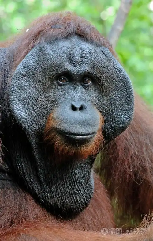 婆罗洲猩猩肖像