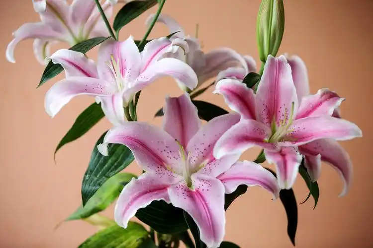 沁百合o(∩_∩)o