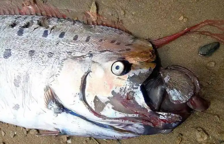 逾5米长巨型皇带鱼惊现美国海滩