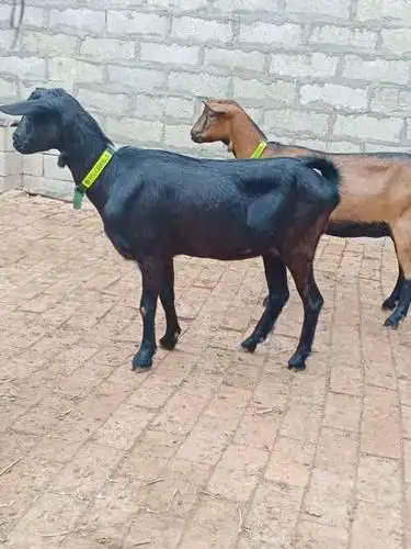 常年供应红鹿奶山羊,萨能奶山羊,土根堡奶羊,黑奶羊.