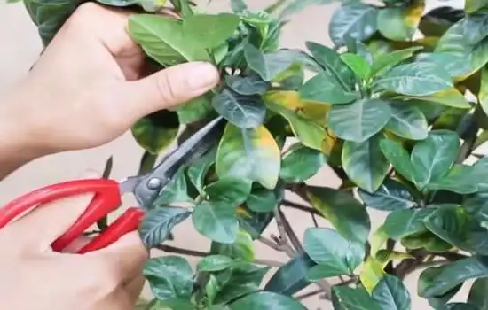 给栀子花修剪黄叶1