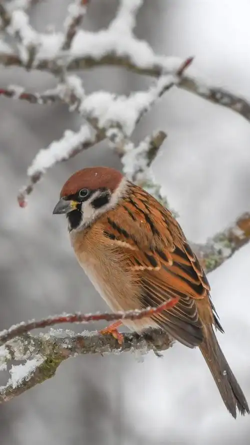 鸟,麻雀,树枝,雪,冬天