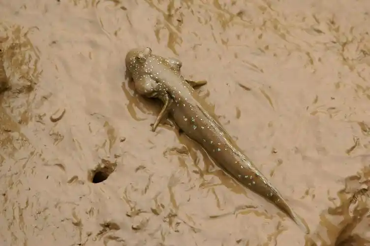 这是什么鱼,海边好多