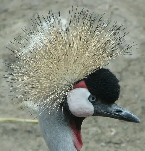 and the closely related black crowned crane are the only cranes