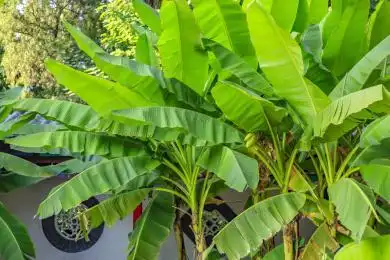 绿色的芭蕉叶 草本植物芭蕉