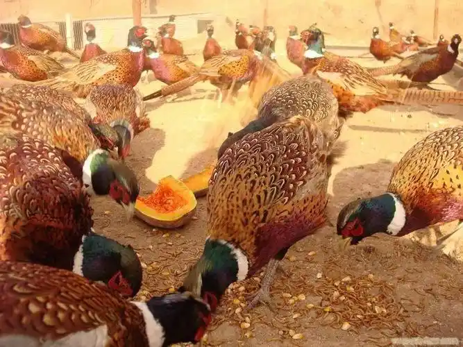 给上海山鸡苗养殖的孔雀苗孵化/孔雀苗求购 留言_产品询价_询价留言