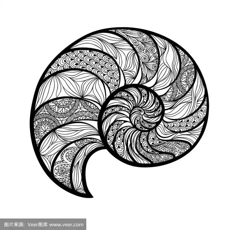 海贝鹦鹉螺.刻软体动物.海洋生物图案动物对象孤立