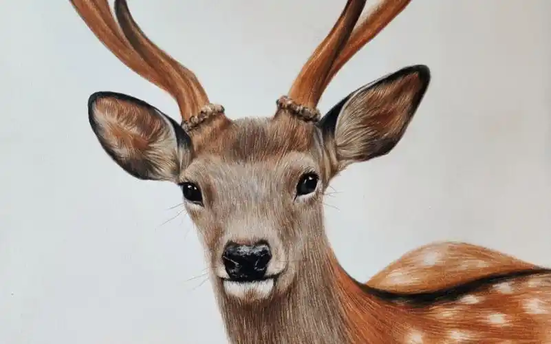 【彩铅】画一只鹿