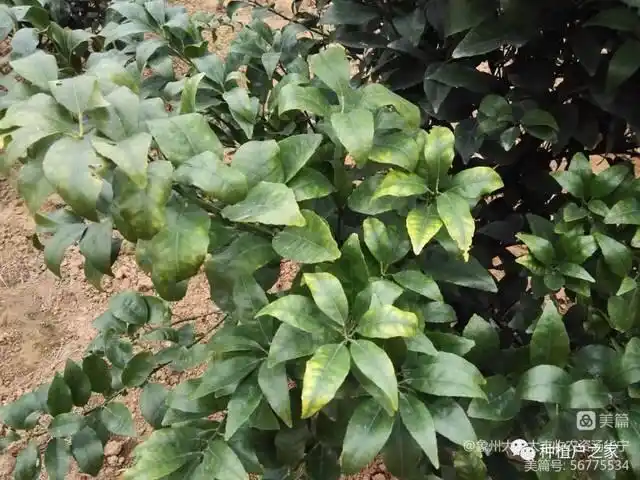 柑橘线虫怎么防治? - 美篇