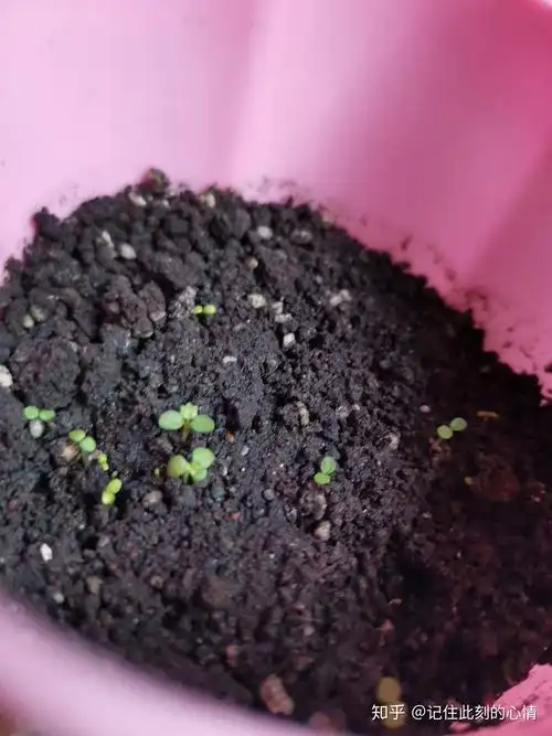 在网上买的草莓种子长出来的草莓苗可是长出来的小苗叶子不完全一样想