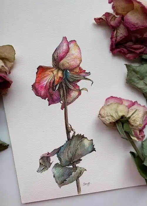 聪聪手绘  #玫瑰 #水彩  #插画 #手帐 #钢笔淡彩 #画画画画过程视频