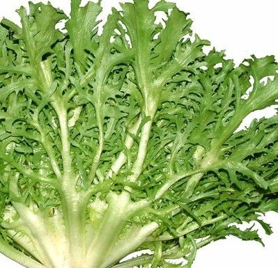 蔬菜苦叶苦苣新鲜色拉菜市场生鲜绿色500克其它