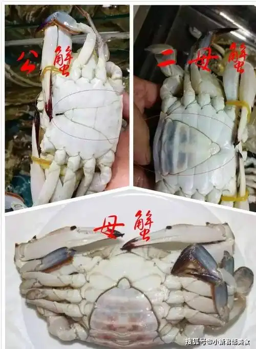 五看公母:梭子蟹不光分公母,还分二母蟹,就是半公半母.