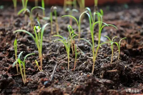 小茴香已发芽 茁壮成长中.