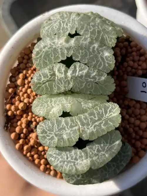 虞姬玉扇一物一拍多肉植物通透精品十二卷铭品国风玉石肌理盆栽