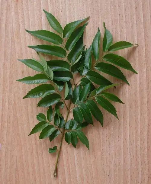 木设系的秋天—台湾栾树