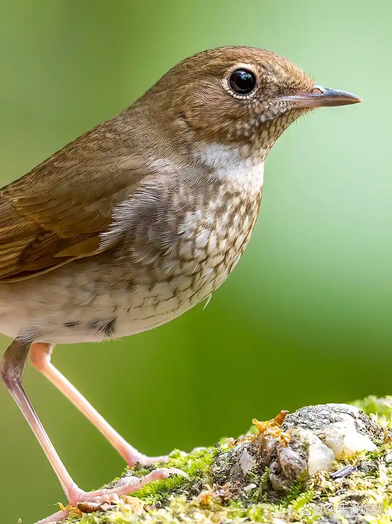 佳能r6mark2 适马150-600s版镜头下的鸟 红尾歌鸲,于深圳凤凰山沿溪