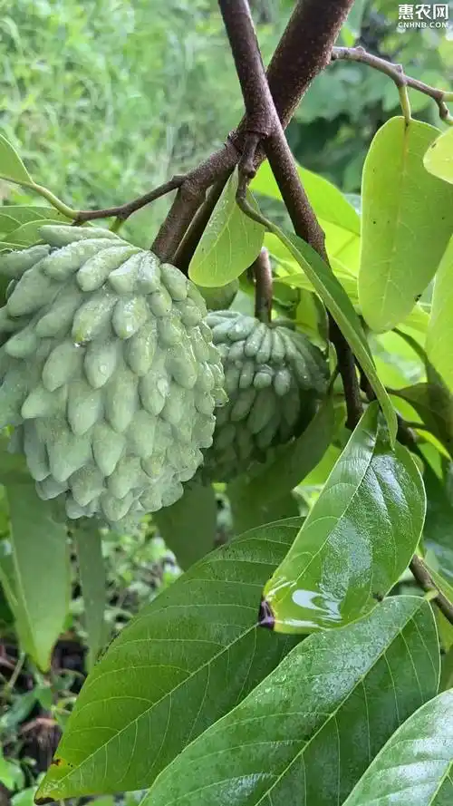 释迦果台湾释迦