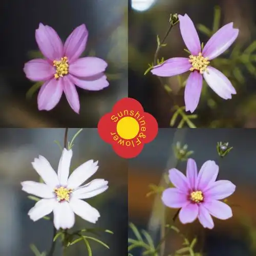 格桑花日记day60