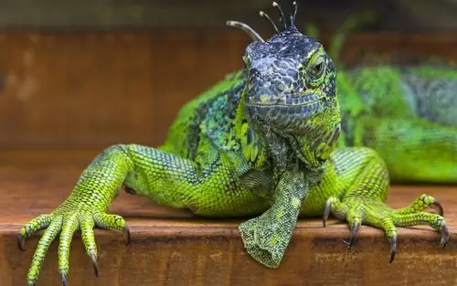 冷血动物蜥蜴高清桌面壁纸大全