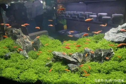 鱼缸循环水泵结构设计是噪音解决方案中重要的步骤单从力矩特性上讲