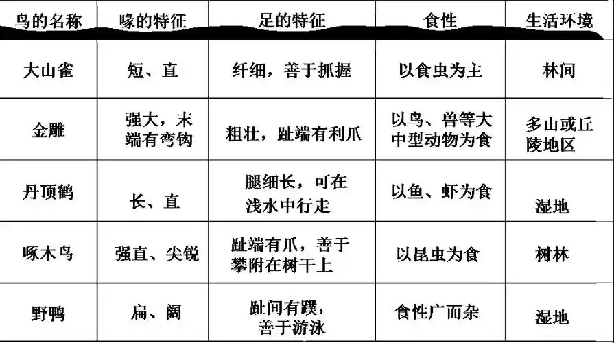 鸟的名称喙的特征足的特征生活环境_大山雀短,直纤细,善于抓提以食虫