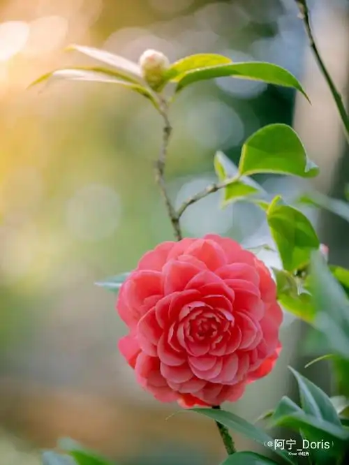 富士xf80mm|送你一朵红茶花