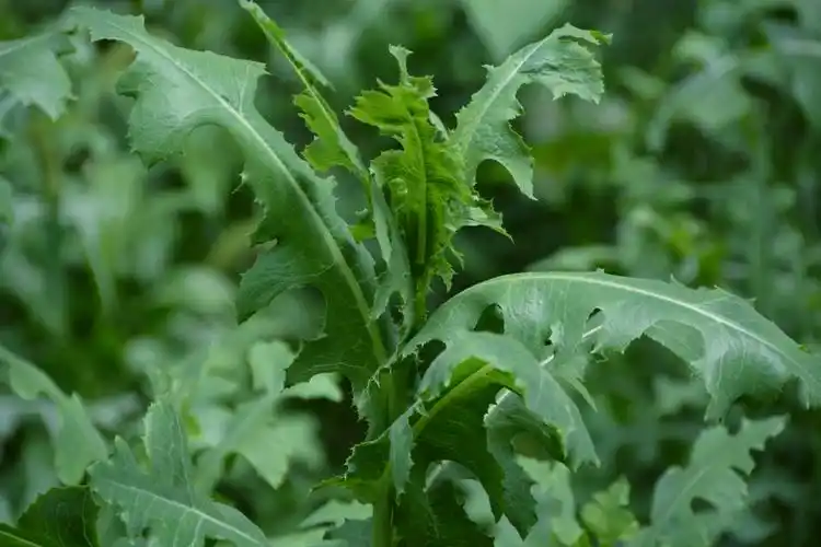 野莴苣也叫毒莴苣野莴苣也叫毒莴苣野莴苣也叫毒莴